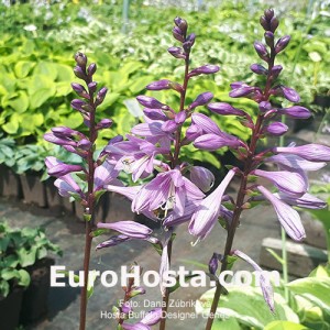 Hosta Buffalo Designer Genes