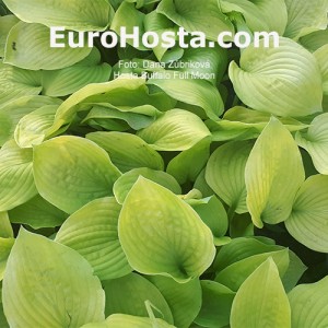 Hosta Buffalo Full Moon