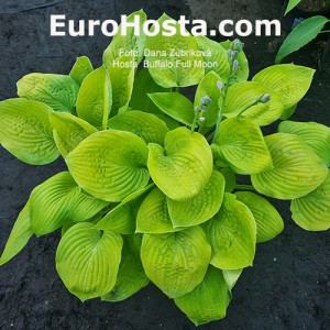 Hosta Buffalo Full Moon