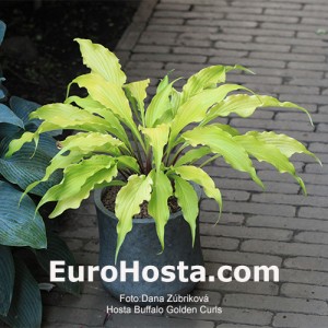 Hosta Buffalo Golden Curls