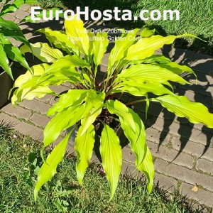 Hosta Buffalo Golden Curls