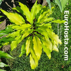 Hosta Buffalo Golden Curls