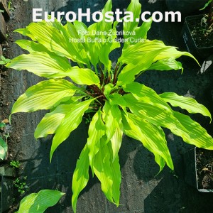 Hosta Buffalo Golden Curls