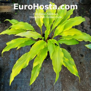 Hosta Buffalo Golden Curls