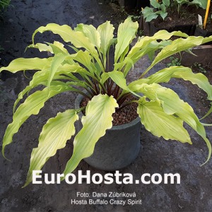 Hosta Buffalo Golden Curls