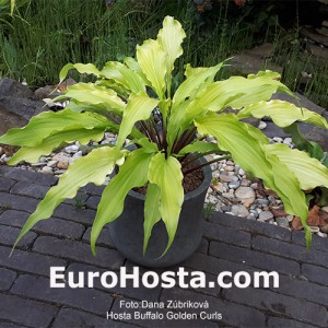 Hosta Buffalo Golden Curls