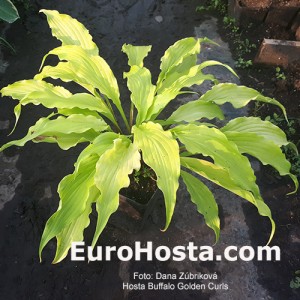 Hosta Buffalo Golden Curls