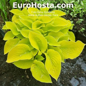 Hosta Buffalo Golden Tiara