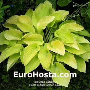 Hosta Buffalo Golden Tiara