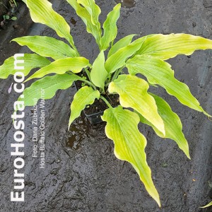 Hosta Buffalo Golden Warrior