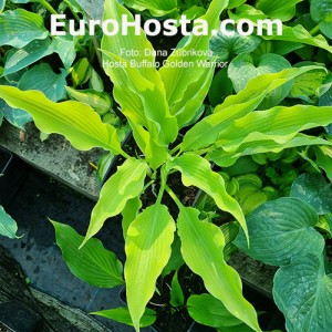 Hosta Buffalo Golden Warrior