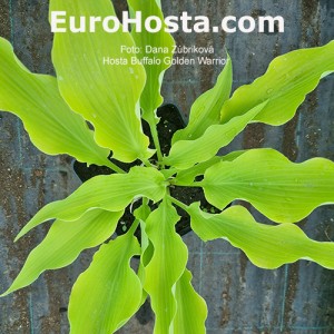 Hosta Buffalo Golden Warrior