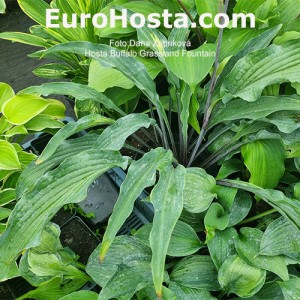 Hosta Buffalo Grassland Fountain