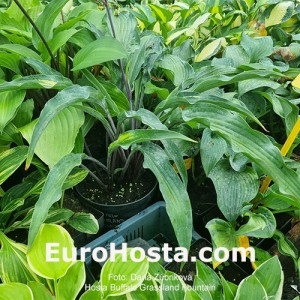 Hosta Buffalo Grassland Fountain