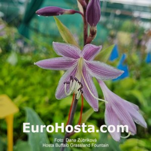 Hosta Buffalo Grassland Fountain