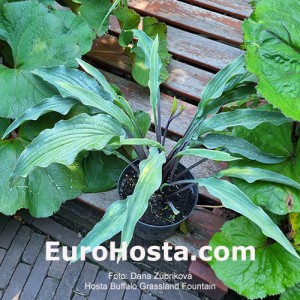 Hosta Buffalo Grassland Fountain