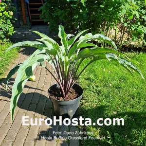 Hosta Buffalo Grassland Fountain