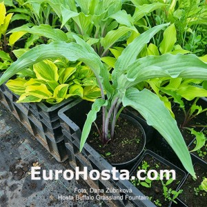 Hosta Buffalo Grassland Fountain