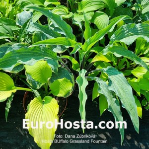 Hosta Buffalo Grassland Fountain