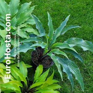 Hosta Buffalo Grassland Fountain