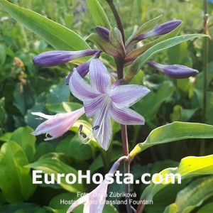 Hosta Buffalo Grassland Fountain