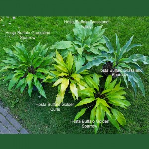 Hosta Buffalo Grassland Fountain