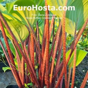 Hosta Buffalo Grassland Berries