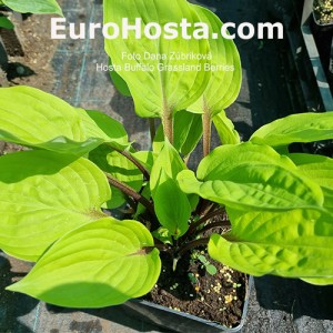 Hosta Buffalo Grassland Berries