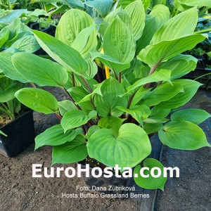 Hosta Buffalo Grassland Berries