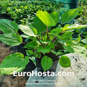 Hosta Buffalo Grassland Berries