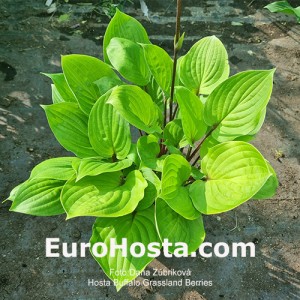 Hosta Buffalo Grassland Berries