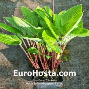 Hosta Buffalo Grassland Berries