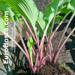 Hosta Buffalo Grassland Charm