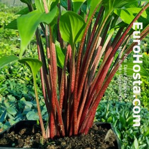 Hosta Buffalo Grassland Girl