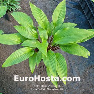 Hosta Buffalo Grassland Girl