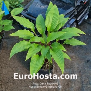 Hosta Buffalo Grassland Girl