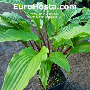 Hosta Buffalo Grassland Girl