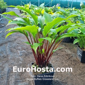 Hosta Buffalo Grassland Girl