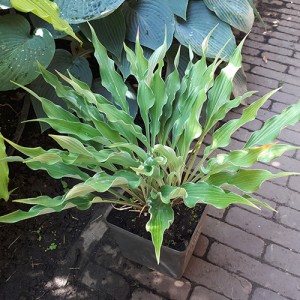 Hosta Buffalo Grassland Lightning