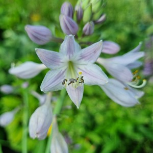 Hosta Buffalo Grassland Lightning