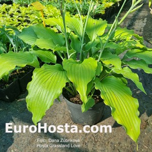 hosta Buffalo Grassland Love