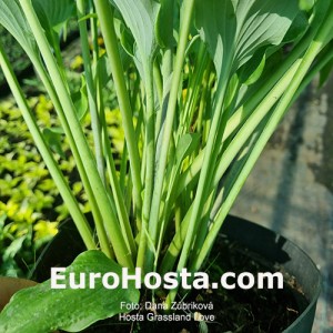 hosta Buffalo Grassland Love 