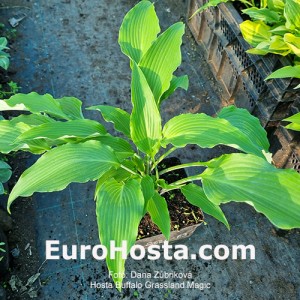 Hosta Buffalo Grassland Magic