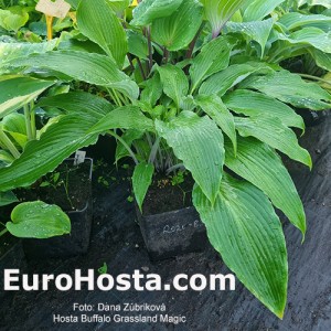 Hosta Buffalo Grassland Magic