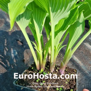 hosta Buffalo Grassland Melody 