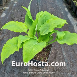 hosta Buffalo Grassland Melody 