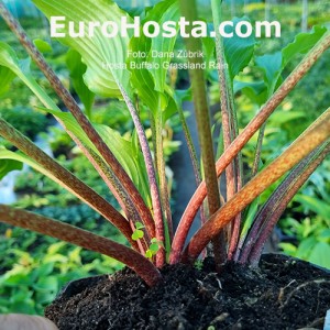 Hosta Buffalo Grassland Rain