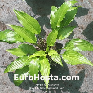 Hosta Buffalo Grassland Rain