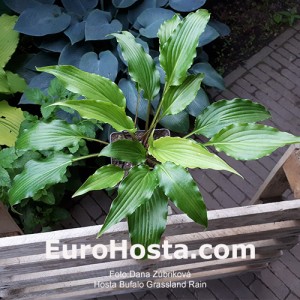 Hosta Buffalo Grassland Rain