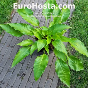 Hosta Buffalo Grassland Rain